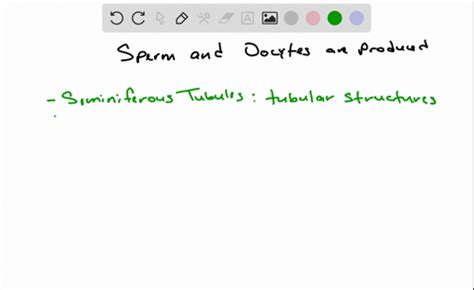 Solved Sperm Are To Seminiferous Tubules As Oocytes Are To A Fimbriae