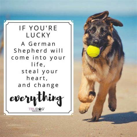 We've gone ahead and started compiling a list of the best german shepherd quotes. The German Shepherd, it did. She came and went, but I'll never forget my ginger:) Hope you're ...