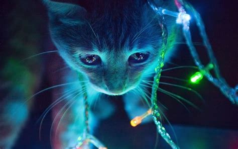 Neon Cat Hd Wallpapers Top Free Neon Cat Hd Backgrounds Wallpaperaccess