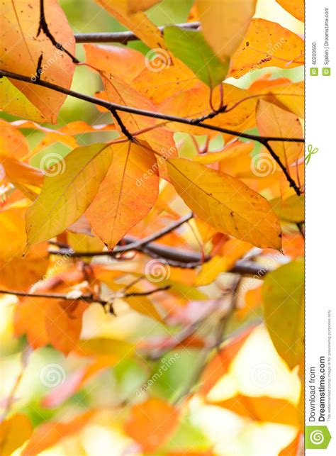 Beautiful Autumn Leaves Colored Orange Yellow Red Green
