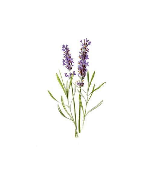 Lavender Flower Herb Vintage Botanical Print Plant Png Clip Art