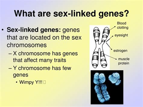 ppt sex linked traits powerpoint presentation free download id 485642