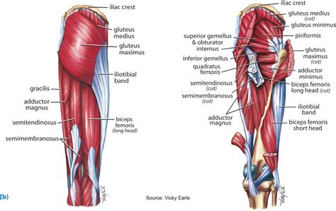 Superficial Left And Deep Right Muscles Around The Hip Download Scientific Diagram