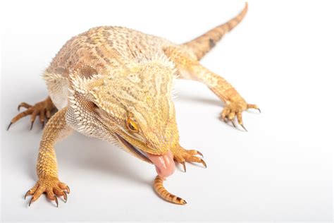 Taking Care Of Your Bearded Dragon S Diet A Guide Crickets And Worms For Sale