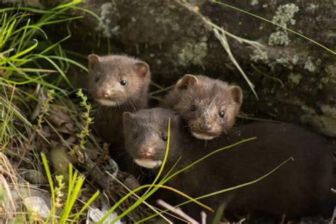 What Do Weasels Eat North American Nature