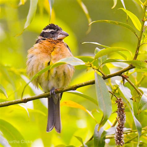 Top 25 Wild Bird Photographs Of The Week Seed Eaters Laptrinhx News