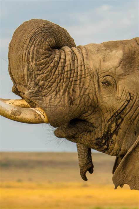 What Happens To Elephants In Musth African Bush Elephant Bull