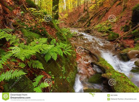 Autumn River Colorful Forest Above Mountain River Water Under Leaves