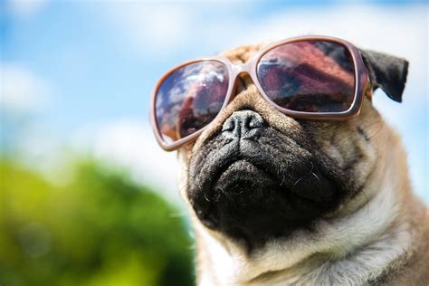 10 Best Dogs Sunglasses To Buy In 2019 Updated Guide