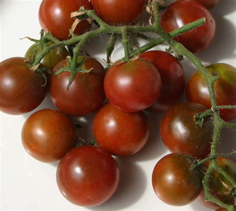 Brown Berry Tomato A Comprehensive Guide World Tomato Society