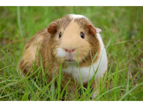As rodents, these fuzzy pets are not closely related to. Guinea Pig - Discount Landscape Supplies