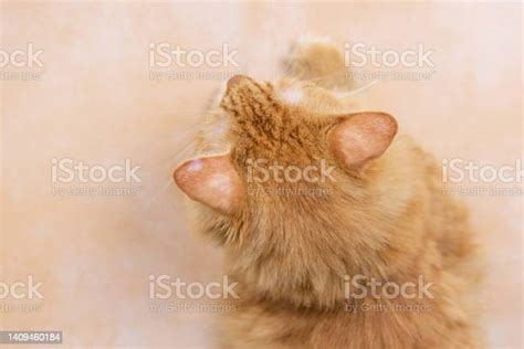Ginger Cat Ears With Wound With Fungal Lesions Take Care Of The
