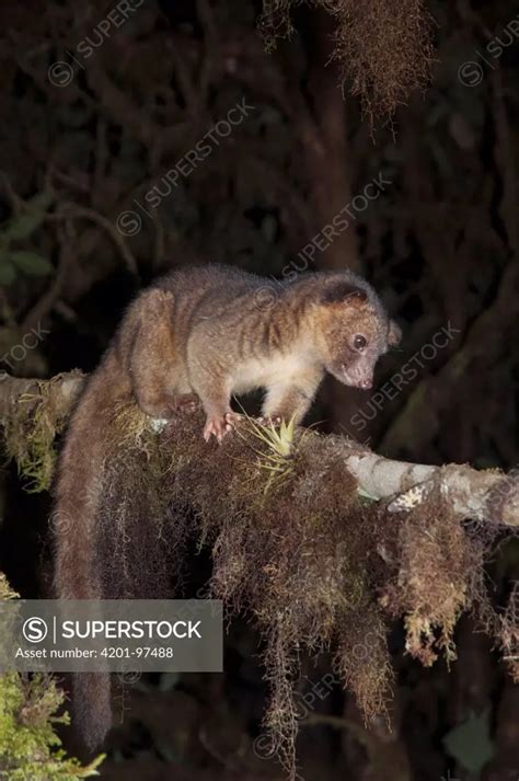 Olinguito Bassaricyon Neblina The First New Carnivore Discovered In