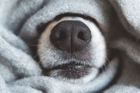 7 Things To Know About Your Dogs Nose Urban Paw Prints