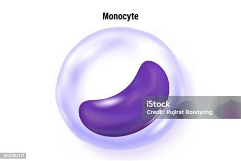 Monocyte Vector Type Of White Blood Cell Blood Cell Types Leukocyte