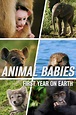 Animal Babies: First Year On Earth (TV Series 2019-2019) - Posters ...