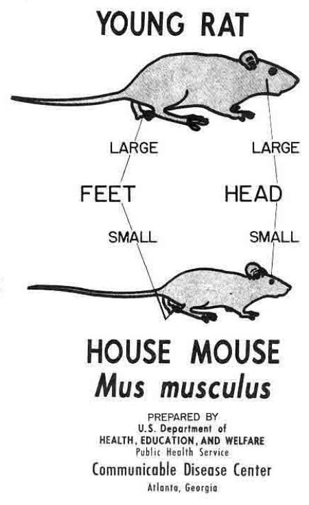 What is the difference between a mouse and a rat? 7 Mice-Related FAQs We Have The Answers To