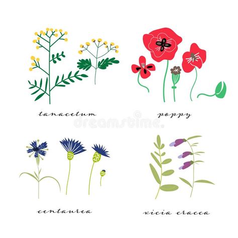 Wild Flowers Vector Illustration Set Collection Of Meadow Plant And