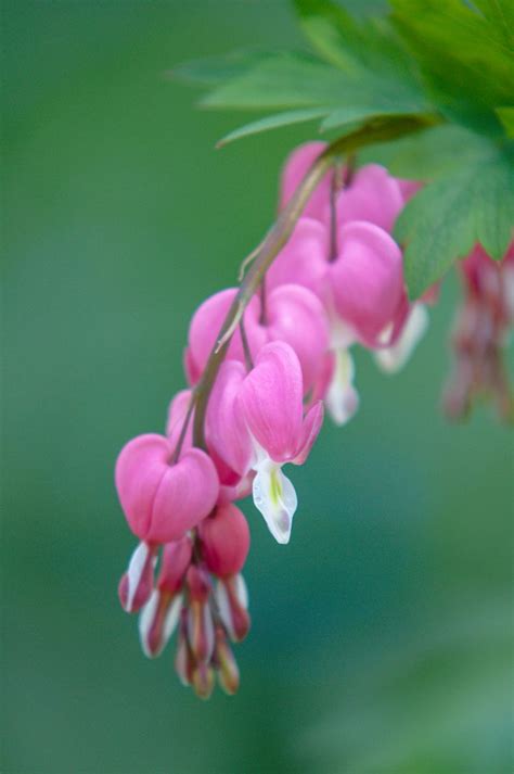 Bleeding Heart Plant Care And Growing Guide In 2022 Spring Blooming