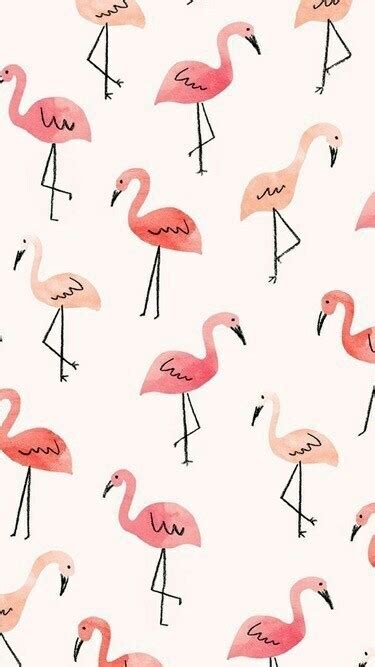 Flamingos Wallpaper Kolpaper Awesome Free Hd Wallpapers