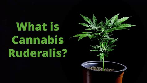 What Is Cannabis Ruderalis Plant Species Explained