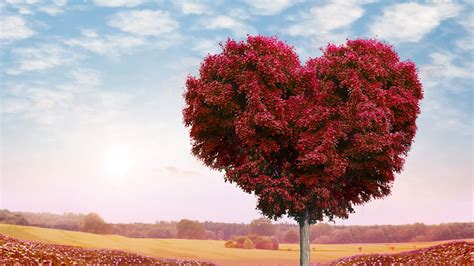 Tree Heart Wallpaperhd Love Wallpapers4k Wallpapersimages