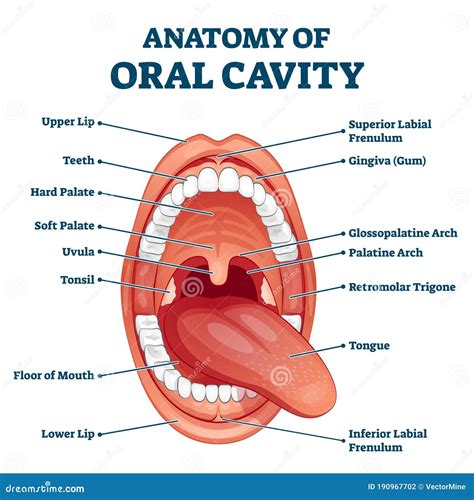 Anatom A De Cavidad Oral Con Ilustraci N Vectorial De Estructura Con
