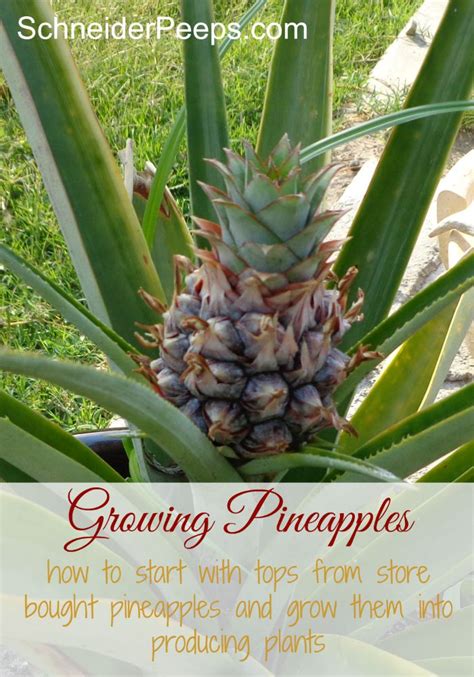 Growing Pineapples From Store Bought Tops Growing Pineapple