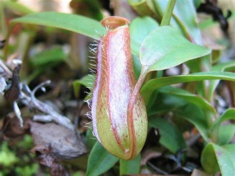 Orkid bunga penghantaran, bunga untuk olsztyn, poland menawarkan sama hari bunga penghantaran untuk olsztyn, poland pada kadar yang sangat rendah. ネペンテス・グラキリスはどんな植物？Weblio辞書