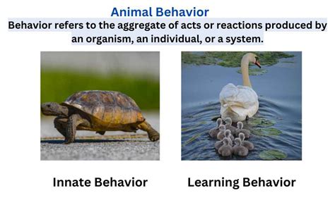 What Is Animal Behavior Definition And Types