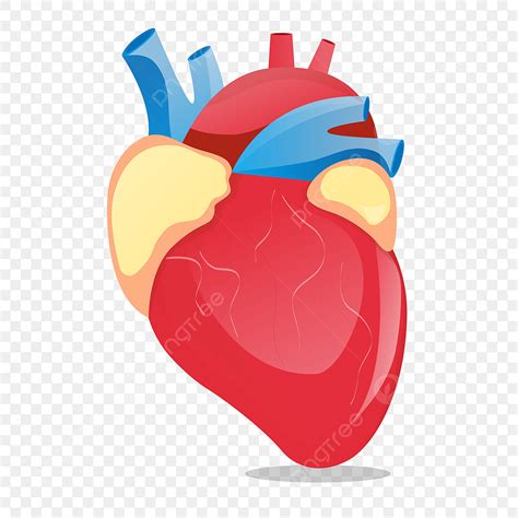 Human Heart Illustration Vector Hd Images Vector Human Organ Heart