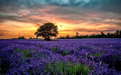 Purple Lavender Fields Scenery Sunset Flowers Wallpaper Nature And