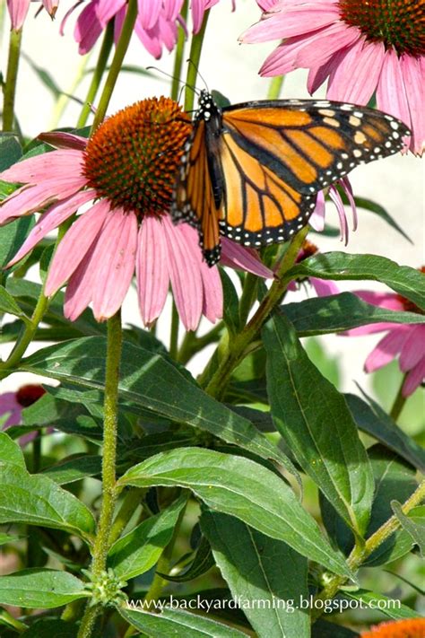 It's best to have lots of different kinds so that they will have food the whole summer long. Backyard Farming: Plants to attract butterflies and bees