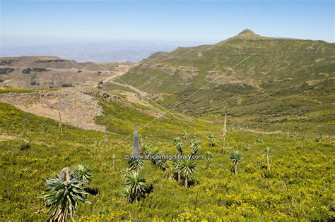 Photos And Pictures Of Afro Alpine Vegetation On Mount Abune Yoseph