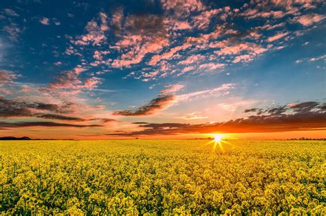Canola Wallpapers Top Free Canola Backgrounds Wallpaperaccess
