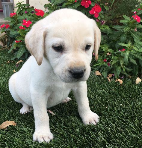 Their eyes are the sweetest. Yellow Lab Puppies in San Diego | Labrador Retriever Puppies