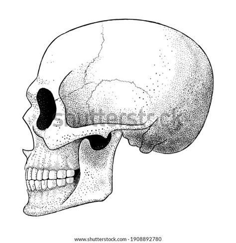 Vector Illustration Human Skull Profile Dotwork Stock Vector Royalty