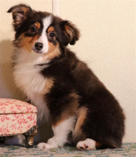 Find mini aussie in dogs & puppies for rehoming | 🐶 find dogs and puppies locally for sale or hello i have 10 beautiful aussie puppies for sale ! Toy Australian Shepherd puppies for sale in CO, Toy Aussie ...