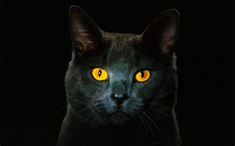 Black Cat Wallpapers Top Free Black Cat Backgrounds Wallpaperaccess