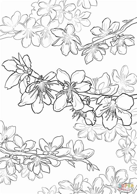 We will be starting with the cherry blossom tree branch. Japanese Cherry Blossom Coloring Pages at GetColorings.com ...