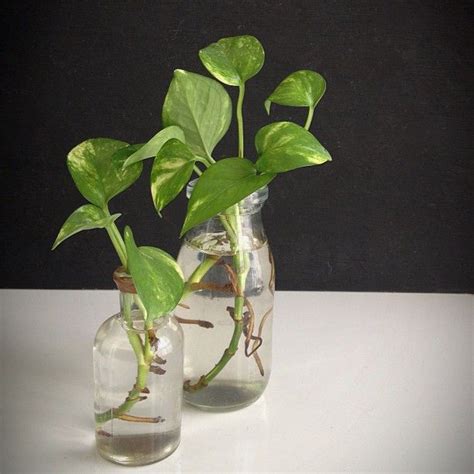 As per vastu as well as feng shui, money plants have a strong effect on the financial well being. Pothos; I'm forever rooting starts in water, usually an ...
