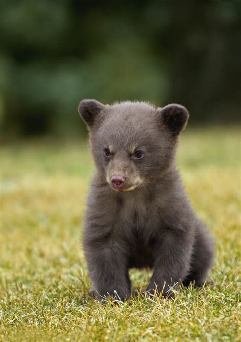45 Cute Bears That You Must Seepics And Videos Camping Fun Zone