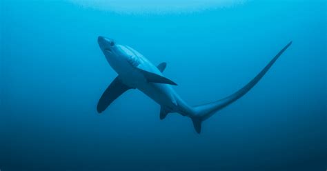 7 Foot Thresher Shark Spotted At Rockaway Beach Just Days Before Nyc