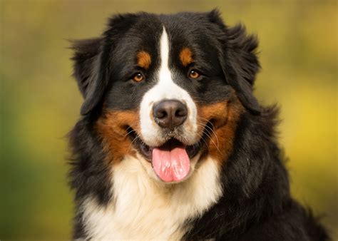 Bernese Mountain Dog Conheça Esta Raça De Cães E As Suas Caraterísticas