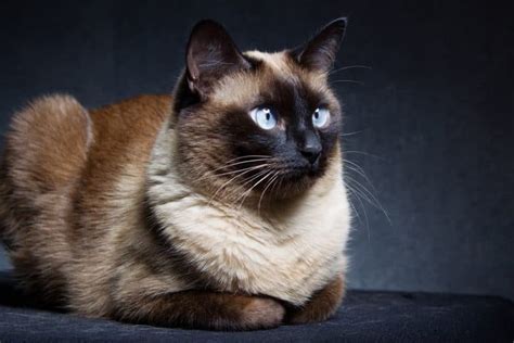where do siamese cats come from