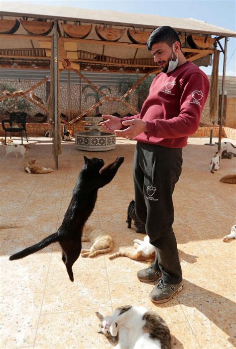 Syrian Cat Sanctuary Offers Animals Refuge From War In Pictures