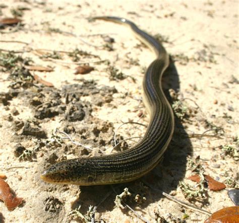 They are similar to other legless lizards such as the slow worm, the sandplain worm lizard, and the javelin lizard. Eastern Glass Lizard Facts and Pictures