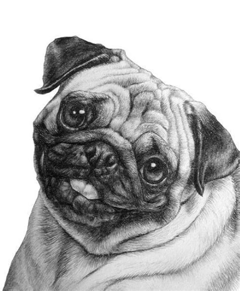 Dibujos A LÁpiz 167 Fotos【trucos Y Consejos】 Birthday Pug Puppy Art