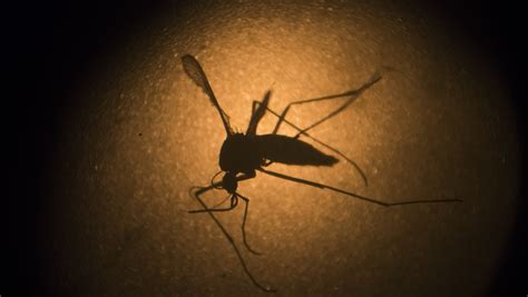 Texas Reports First Case In The Usa Of Sexually Transmitted Zika Virus
