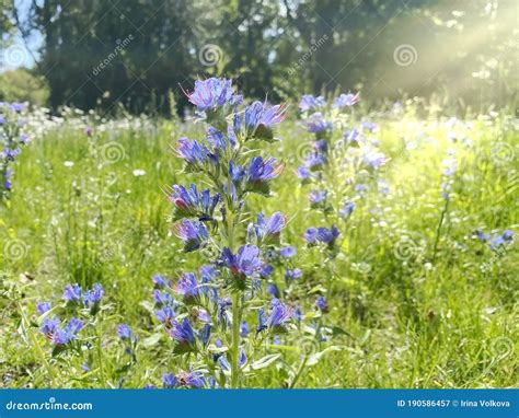 Summer Wild Blue Meadow Flowers In Forest Floral Sun Light Beams